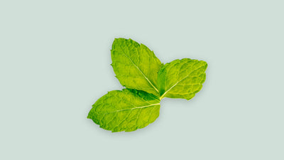 3 leaves of peppermint. The benefits of peppermint for treating hair loss