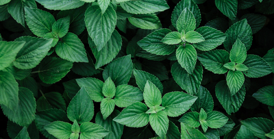 Peppermint for Hair Growth: Mechanism of Action