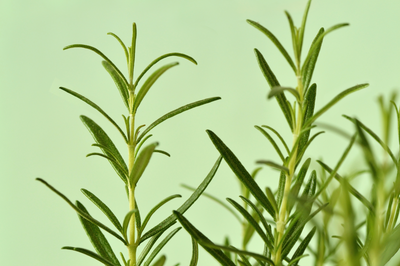 Rosemary Leaf Extract for Hair Growth: Mechanism of Action