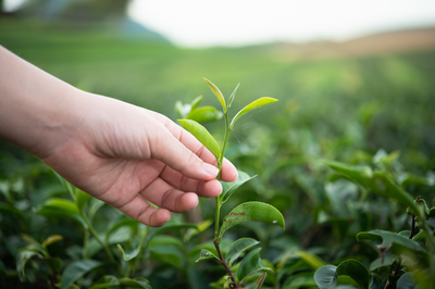 tea tree oil for hair and scalp health