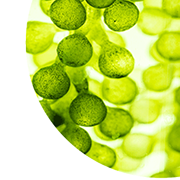 Microalgae