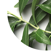 Olive Leaf Extract