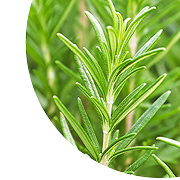 Rosemary Leaf Extract