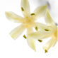 Blend of Vitamin B5-rich Panthenol & Styling Polymers