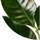 Yerba Mate Leaf Extract